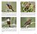 Guia Fotográfico AVES do Pantanal - Imagem 2