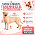 Roupinha Roupa Para Cachorro Agasalho Macho e Fêmea N3 - Imagem 3