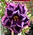 Rosa do Deserto Sansão Enxerto especial - Imagem 1