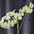 Linda Orquidea Phalaenopsis em vaso Vietnamita - Imagem 3