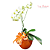 Linda Orquidea Phalaenopsis em vaso Vietnamita - Imagem 1