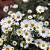 Haster - Callistephus chinensis Ramo/Haste - Imagem 1