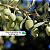 Oliveira - Olea europaea - Imagem 4