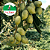 Oliveira - Olea europaea - Imagem 1