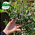 Oliveira - Olea europaea - Imagem 3