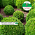 Buxinho - Buxus sempervirens D18 - Imagem 2
