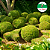 Buxinho - Buxus sempervirens D18 - Imagem 3