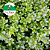 Buxinho - Buxus sempervirens D18 - Imagem 5