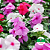 Vinca - Catharanthus roseus caixa 15 mudas - Imagem 4
