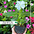 Vinca - Catharanthus roseus caixa 15 mudas - Imagem 2