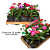 Vinca - Catharanthus roseus caixa 15 mudas - Imagem 1