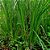 ÓLEO ESSENCIAL VETIVER GT HAITI 5ML - Imagem 2
