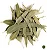 Eucalipto (Eucalyotus globulus) - Imagem 1