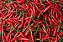 Pimenta Malagueta in natura com talo - Imagem 1