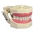 Manequim Dentística Cod 100 - Orais - Imagem 1