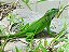 Iguana-Verde Microchipada com Documentação e GTA - Imagem 2