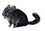 Chinchilla Standard - Imagem 2