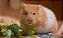 Hamster Sírio - Imagem 1