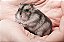 Hamster Anão Russo - Imagem 1