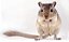 Gerbil - Imagem 1