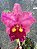 Kit com 4 Cattleya Avermelhada Flor Grande Pré Adulta (Lc. Agatha Kinukawa x Blc. Toshie Aoki) - Imagem 1