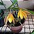 Kit com 4 Cattleya Amarela Flor Pequena Pré Adulta (Bc. Sunny delight) - Imagem 3