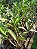 Kit com 4 Dendrobium spectabilis Pré Adulta - Imagem 3
