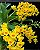 Kit com 4 Dendrobium chrysotoxum Pré Adulta - Imagem 1