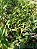 Kit com 4 Dendrobium chrysotoxum Pré Adulta - Imagem 3