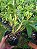 Kit com 4 Dendrobium densiflorum Pré Adulta - Imagem 2
