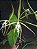 Kit com 4 Coilostylis ciliaris (Epidendrum ciliare) Pré Adulta - Imagem 1