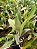 Kit com 4 Coilostylis ciliaris (Epidendrum ciliare) Pré Adulta - Imagem 4