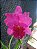 Kit com 4 Cattleya Vermelha Flor Grande Pré Adulta (Lc. Agatha lin x kinukawa vermelho) - Imagem 1