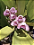 Kit com 4 Bifrenaria tyrianthina Adulta - Imagem 1