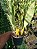 Kit com 4 Bifrenaria tyrianthina Adulta - Imagem 2