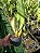 Kit com 4 Bifrenaria tyrianthina Adulta - Imagem 4
