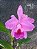 Kit com 4 Cattleya Rosa Flor Grande Pré Adulta (Cattleya luedemanniana x Lc. Nobile's Emotions) - Imagem 1