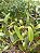 Kit com 4 Cattleya Rosa Flor Grande Pré Adulta (Cattleya luedemanniana x Lc. Nobile's Emotions) - Imagem 3