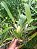 Kit com 4 Cattleya Rosa Flor Grande Pré Adulta (Cattleya luedemanniana x Lc. Nobile's Emotions) - Imagem 4