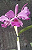 Kit com 4 Cattleya Rosa Flor Média Pré Adulta (Cattleya gaskelliana tipo x C. Leopoldii dark) - Imagem 1