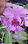 Kit com 4 Cattleya Espécie Rosa Flor Média Pré Adulta (Cattleya portia tipo) - Imagem 1