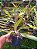 Kit com 4 Cattleya Espécie Rosa Flor Média Pré Adulta (Cattleya portia tipo) - Imagem 2