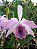 Kit com 4 Cattleya Roxa Flor Média Pré Adulta (Laeliocattleya Roebling) - Imagem 1