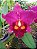 Kit com 4 Cattleya Avermelhada Flor Grande Pré Adulta (Blc. Chunyeah x Blc. Agatha Summer) - Imagem 1