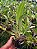 Kit com 4 Cattleya Avermelhada Flor Grande Pré Adulta (Blc. Chunyeah x Blc. Agatha Summer) - Imagem 2