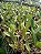 Kit com 4 Cattleya Avermelhada Flor Grande Pré Adulta (Blc. Chunyeah x Blc. Agatha Summer) - Imagem 3