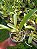 Kit com 4 Cattleya Amarela com Vermelha Flor Grande Pré Adulta (Blc. Chunyeah x Blc. Nobiles tropical sunset) - Imagem 4