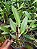 Kit com 4 Cattleya Vermelha Flor Grande Pré Adulta (Blc. Edisto `New Berry´x Blc. Chunyeah) - Imagem 2
