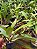 Kit com 4 Cattleya Vermelha Flor Grande Pré Adulta (Blc. Edisto `New Berry´x Blc. Chunyeah) - Imagem 4