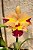 Kit com 4 Cattleya Amarela Colorida Flor Grande Pré Adulta (Blc. Mirian Suzuki x Lc. Recondita Armonia) - Imagem 1